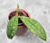 Hoya Clemensiorum Aceh #026       