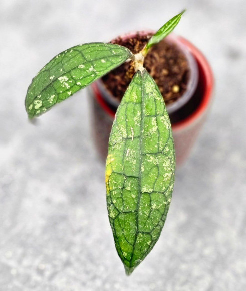 Hoya Clemensiorum Aceh #026       