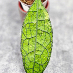 Hoya Clemensiorum Aceh ar #131