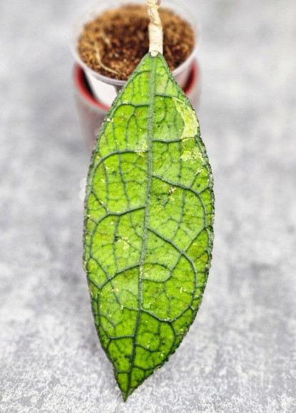 Hoya Clemensiorum Aceh ar #131