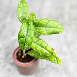 Hoya Clemensiorum Sumatra  #001   