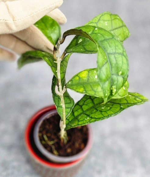 Hoya Clemensiorum Sumatra #001 Hoya Clemensiorum Sumatra #001