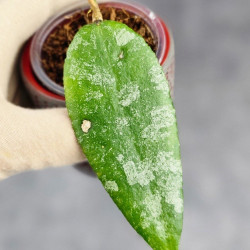 Hoya Caudata Aceh 