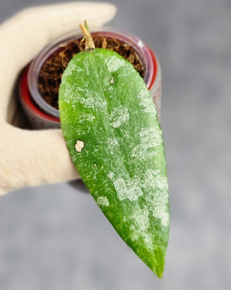 Hoya Caudata Aceh Hoya Caudata Aceh