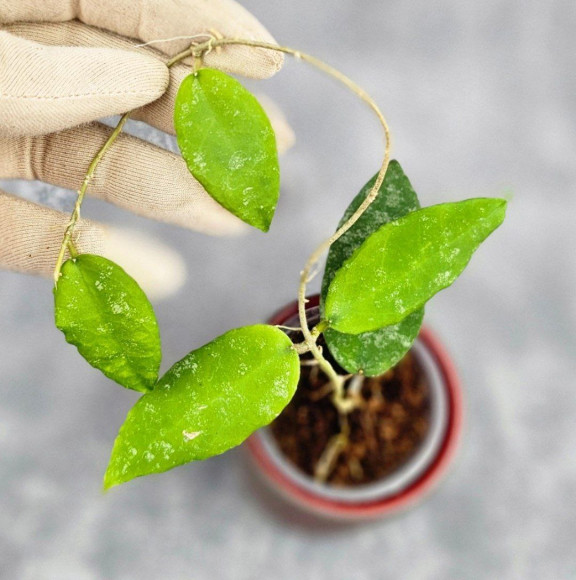 Hoya Caudata Aceh High Splash Hoya Caudata Aceh High Splash