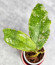 Hoya Undulata Silver Purpul   