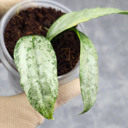 Hoya Amicabilis Silver