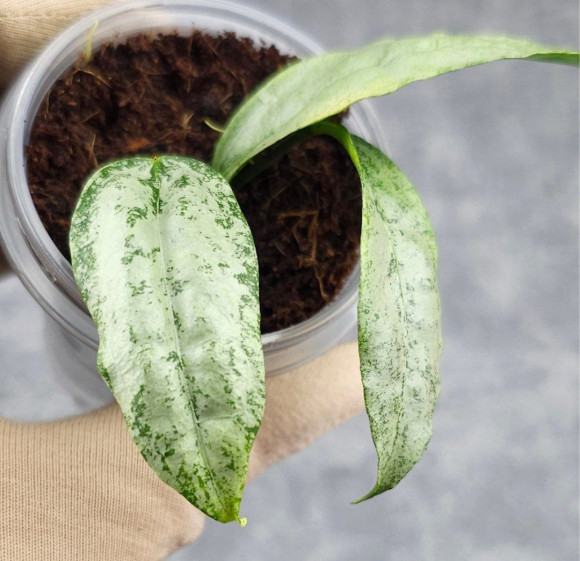 Hoya Amicabilis Silver