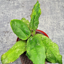 Hoya Undulata Red Leaf  