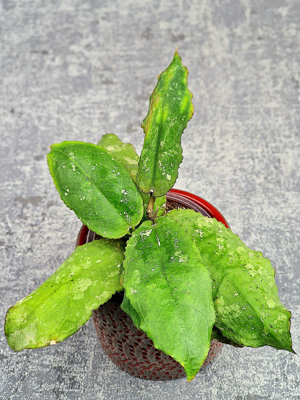 Hoya Undulata Red Leaf Hoya Undulata Red Leaf