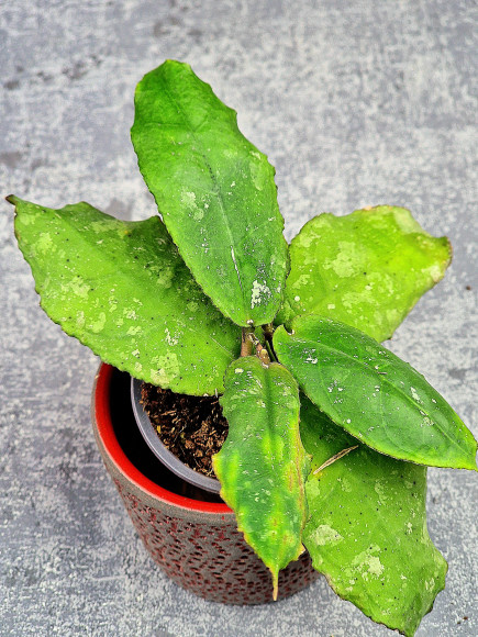 Hoya Undulata Red Leaf Hoya Undulata Red Leaf