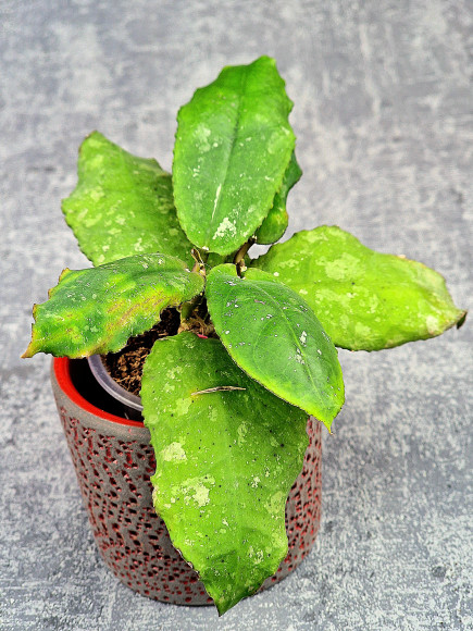 Hoya Undulata Red Leaf Hoya Undulata Red Leaf
