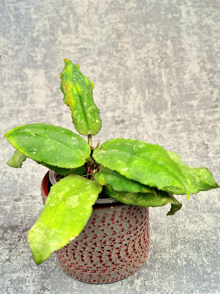 Hoya Undulata Red Leaf Hoya Undulata Red Leaf