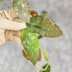 Hoya Caudata Aceh Red Big Leaf  