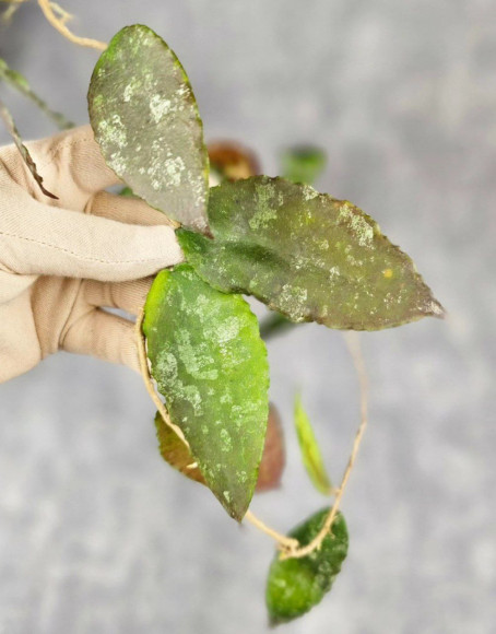 Hoya Caudata Aceh Red Big Leaf Hoya Caudata Aceh Red Big Leaf