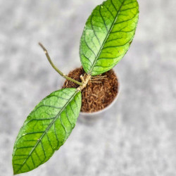 Hoya Sp. Aceh Badak Uken 