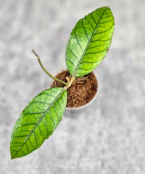 Hoya Sp. Aceh Badak Uken Hoya Sp. Aceh Badak Uken