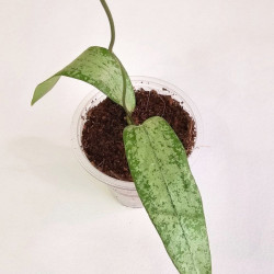 Hoya Sp Bengkulu Silver  