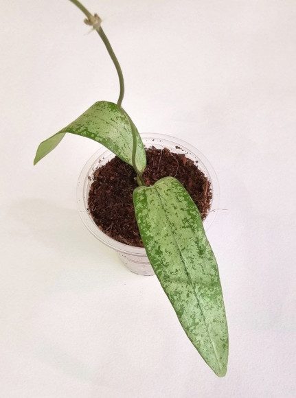 Hoya Sp Bengkulu Silver  