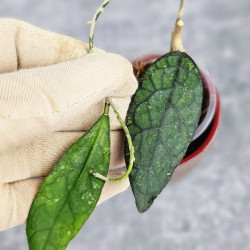 Hoya Clemensiorum Aceh #003  