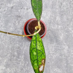 Hoya Clemensiorum Aceh #026        