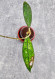 Hoya Clemensiorum Aceh #026        