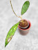 Hoya Clemensiorum Aceh #026        