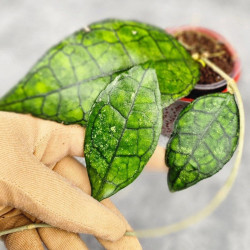 Hoya Clemensiorum Sarawak #002   