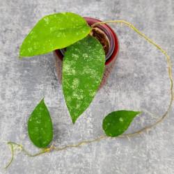 Hoya Caudata Aceh  High Splash 