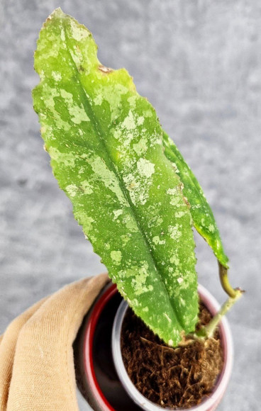 Hoya Undulata Silver Purpul    