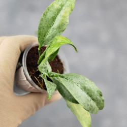 Hoya Amicabilis Silver 