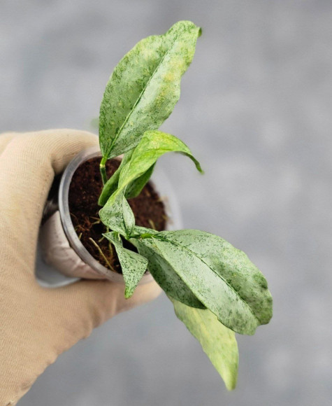Hoya Amicabilis Silver 