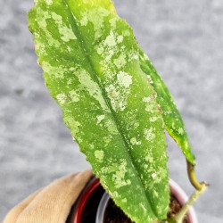 Hoya Undulata Red Leaf  