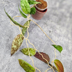 Hoya Caudata Aceh Red Big Leaf  