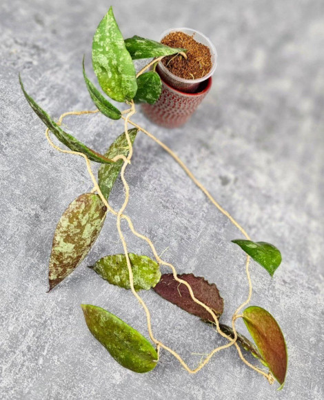 Hoya Caudata Aceh Red Big Leaf Hoya Caudata Aceh Red Big Leaf