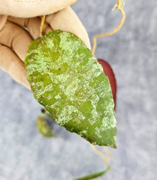 Hoya Caudata Aceh Red Big Leaf Hoya Caudata Aceh Red Big Leaf