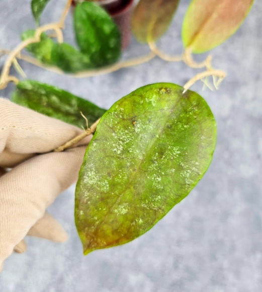 Hoya Caudata Aceh Red Big Leaf Hoya Caudata Aceh Red Big Leaf