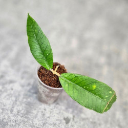 Hoya Sp. Aceh Badak Uken 