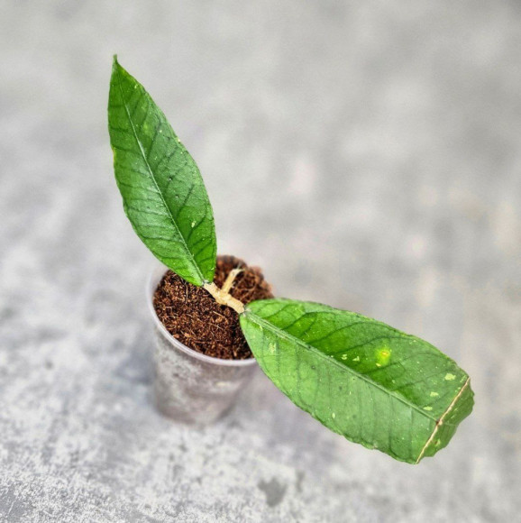 Hoya Sp. Aceh Badak Uken 
