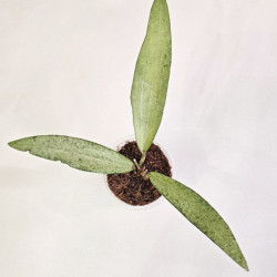 Hoya Sp Bengkulu Silver  