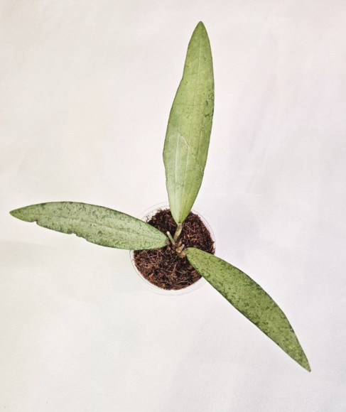 Hoya Sp Bengkulu Silver  