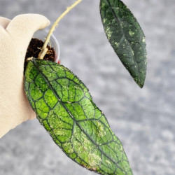 Hoya Clemensiorum Aceh #003   