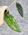 Hoya Clemensiorum Aceh #003   