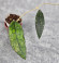 Hoya Clemensiorum Aceh #003   