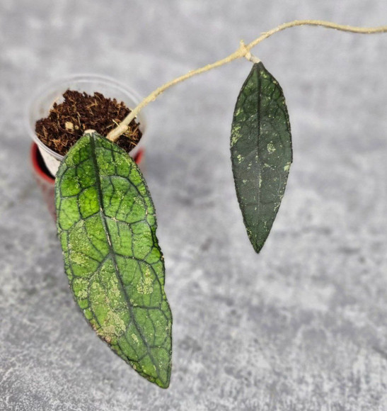 Hoya Clemensiorum Aceh #003 Hoya Clemensiorum Aceh #003