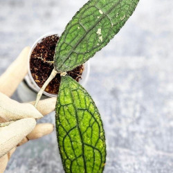 Hoya Clemensiorum Aceh #026         