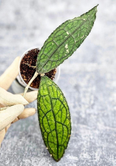 Hoya Clemensiorum Aceh #026         