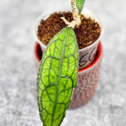 Hoya Clemensiorum Aceh ar #133