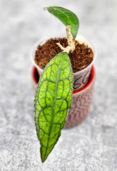Hoya Clemensiorum Aceh ar #133