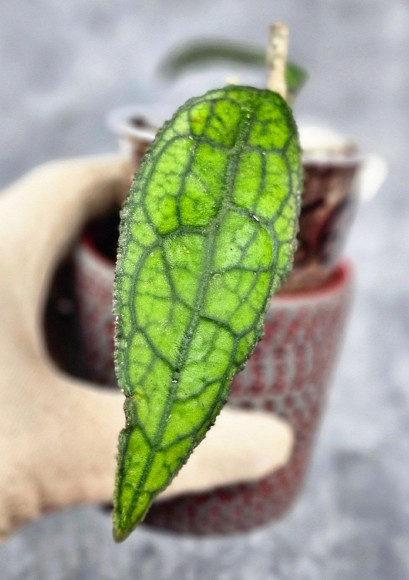 Hoya Clemensiorum Aceh ar #133